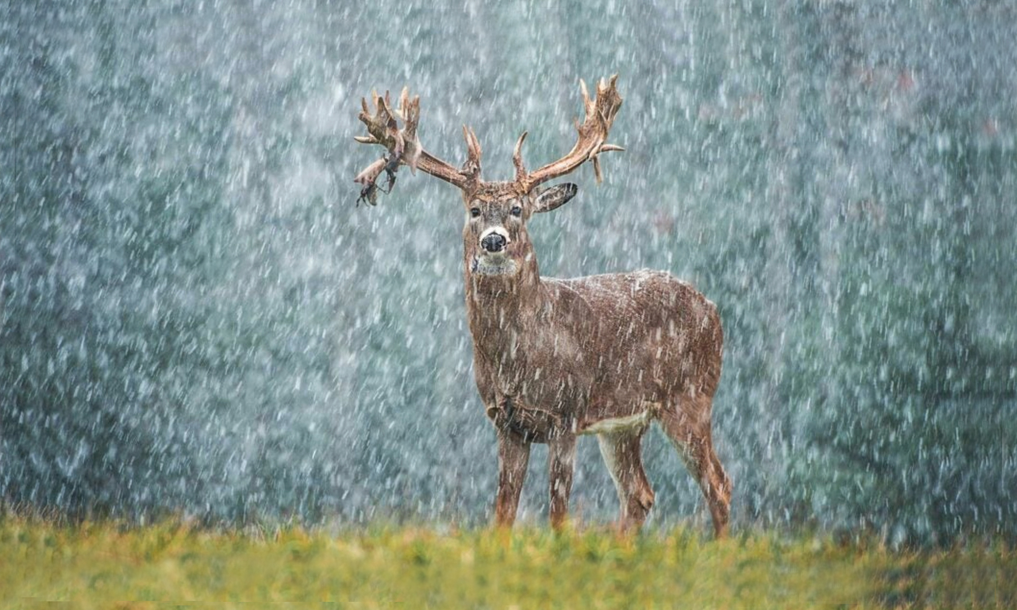 A huge whitetail buck stands in a field in a stow storm. 