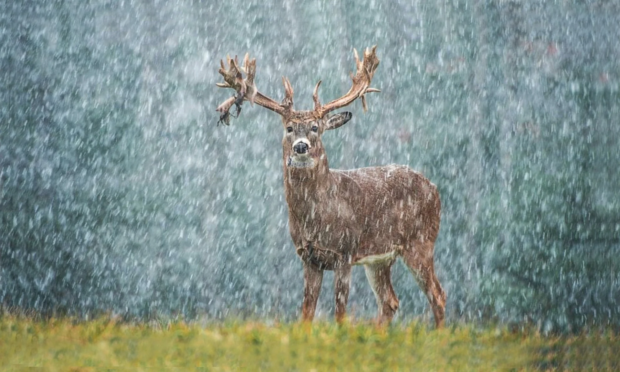 A huge whitetail buck stands in a field in a stow storm.