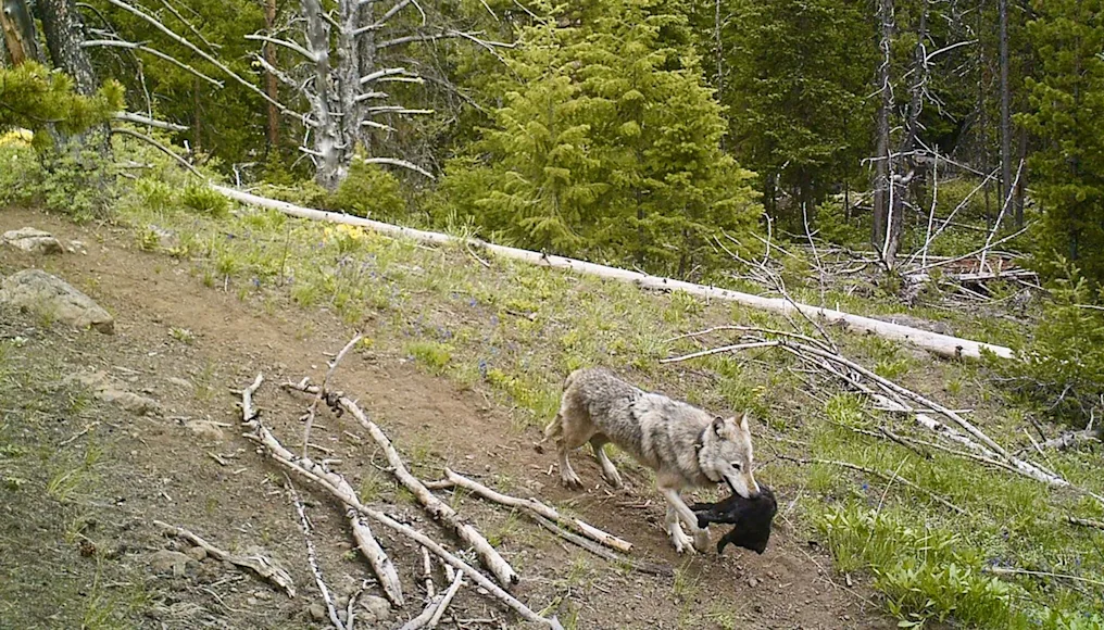 A trail camera photo of an adult wolf carrying a pup.