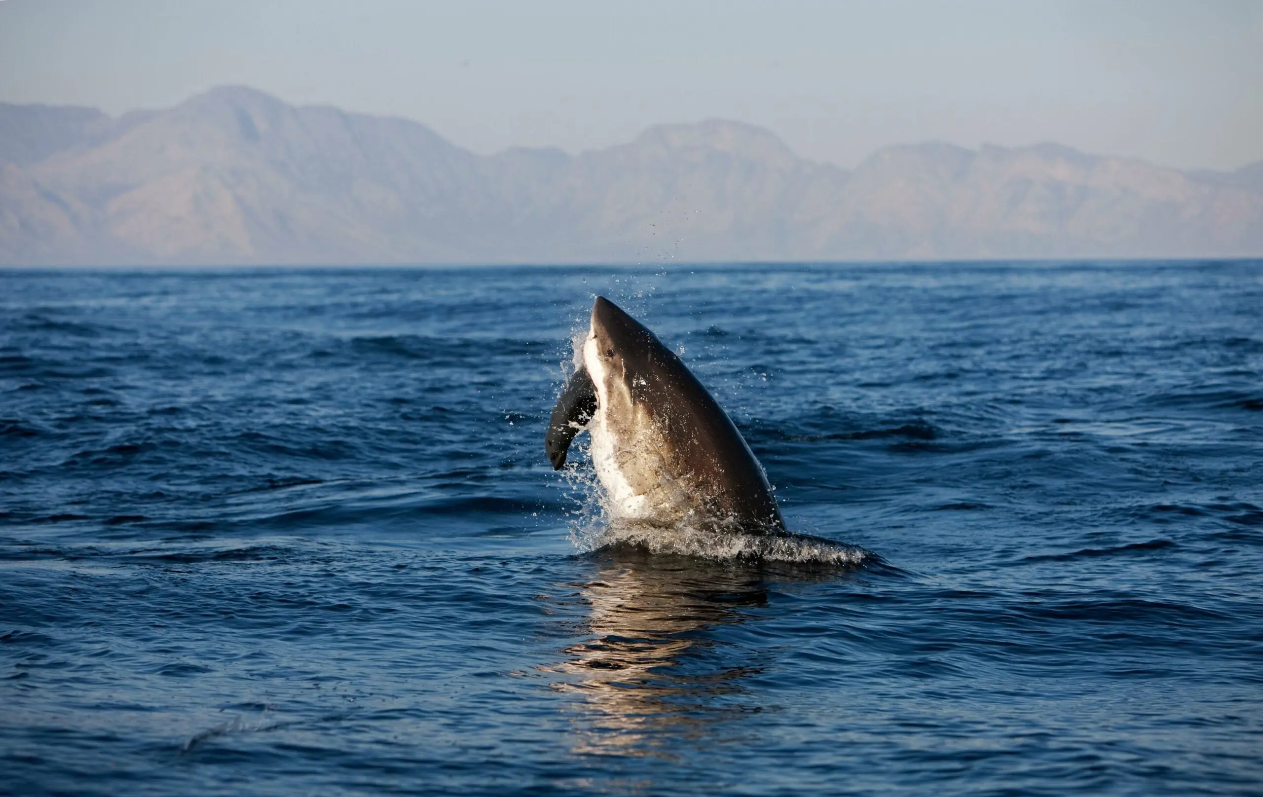 photo of great white shark breaching as it attacks a seal