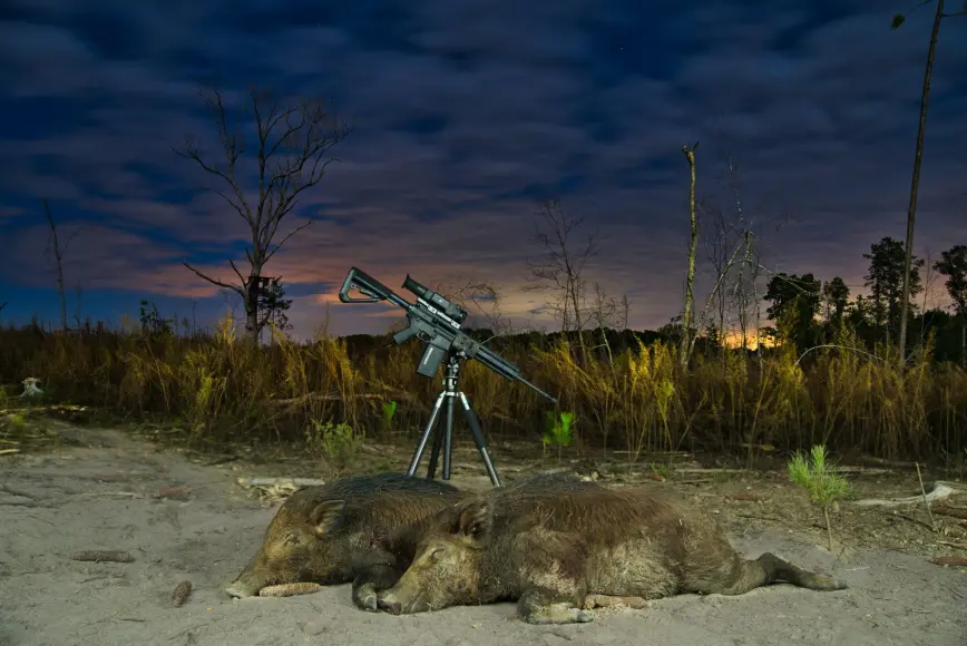 two hogs next to rifle