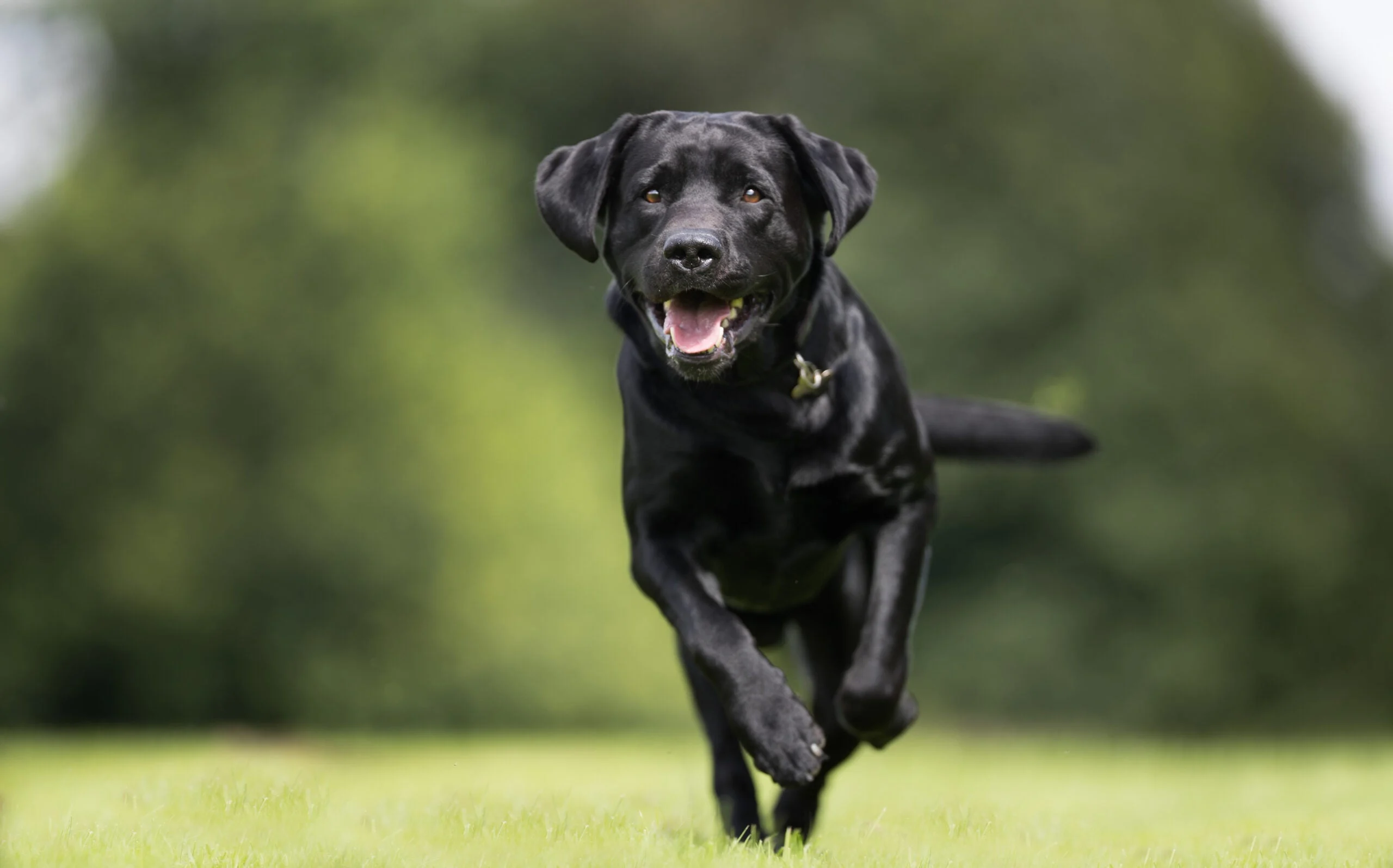 A black Lab runs a retrieving drill in the offseason.