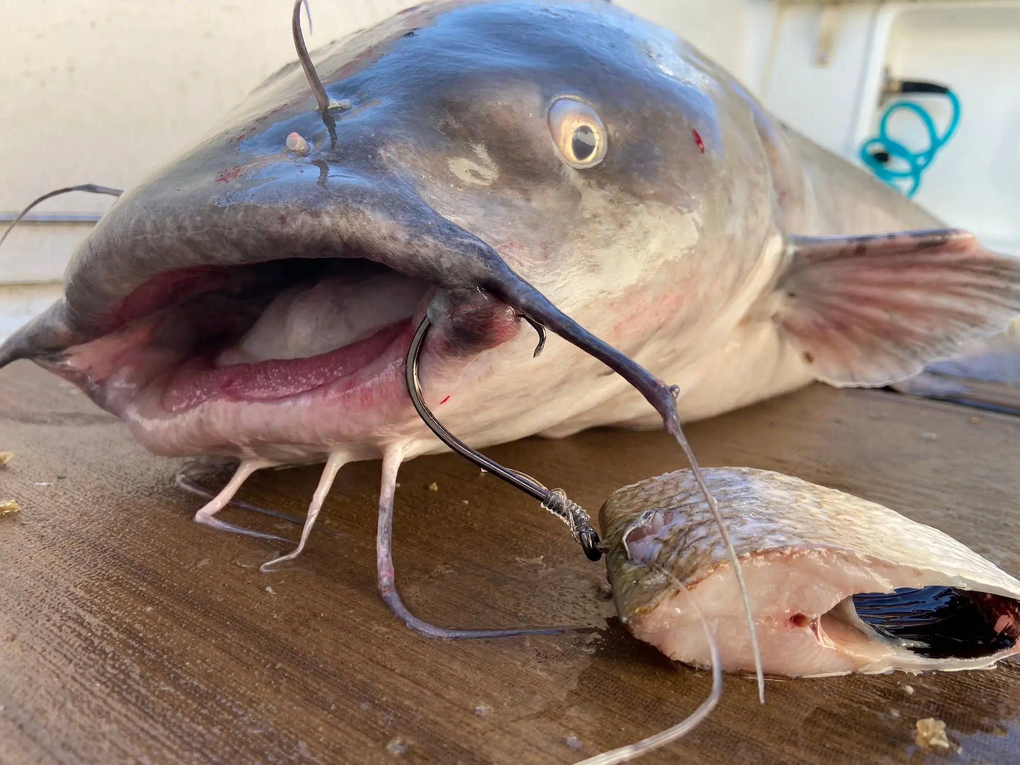 Blue catfish on a dock.