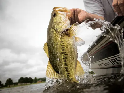 february bass fishing