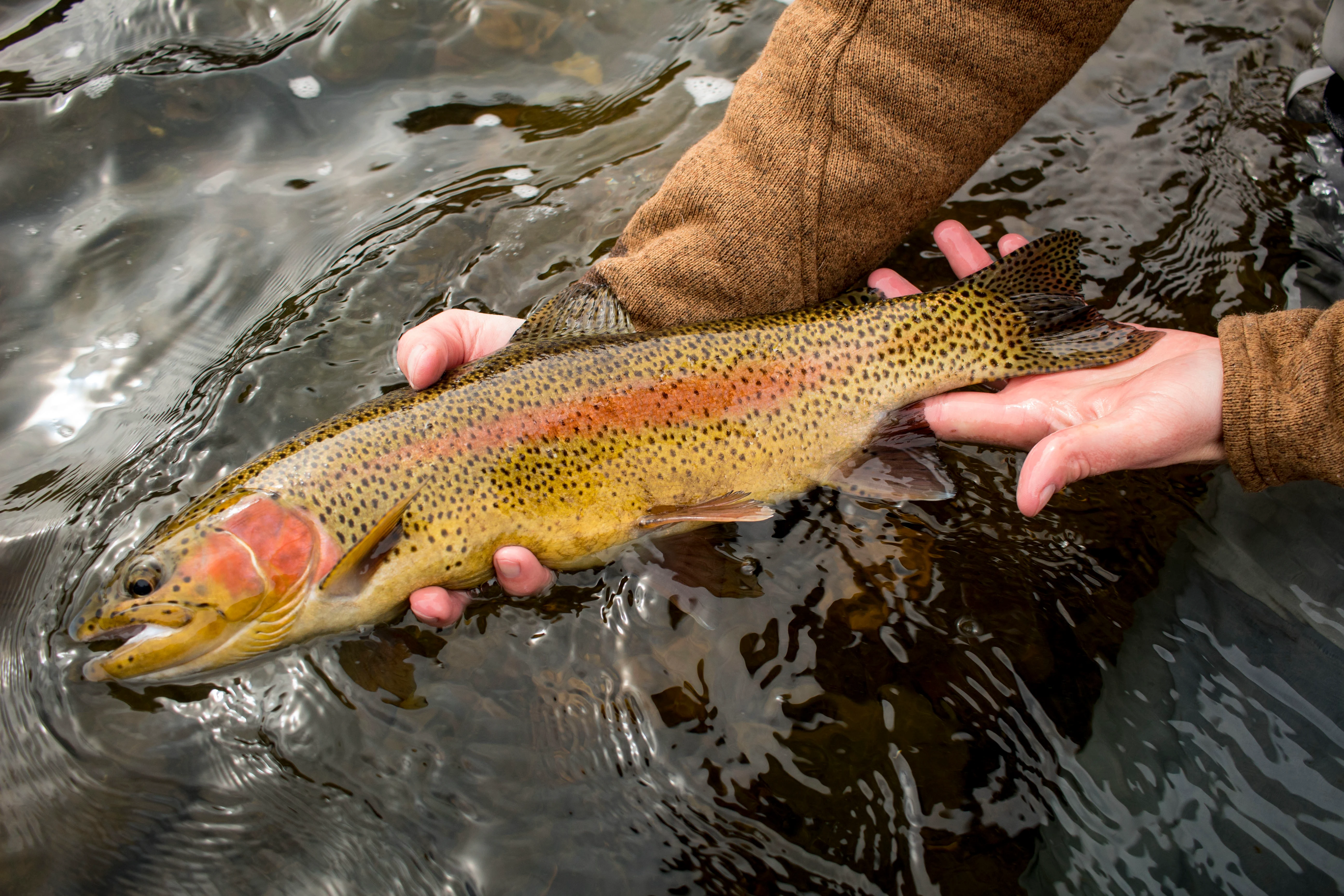 Angler holding rainbow above water