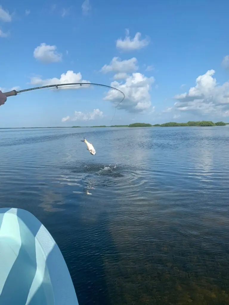 fly fisherman fights a tarpon