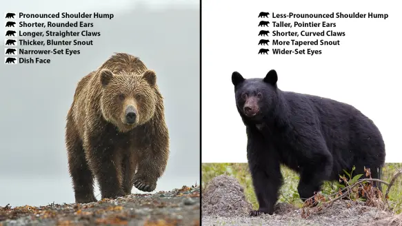 photo comparison of brown bear or left and black bear on right