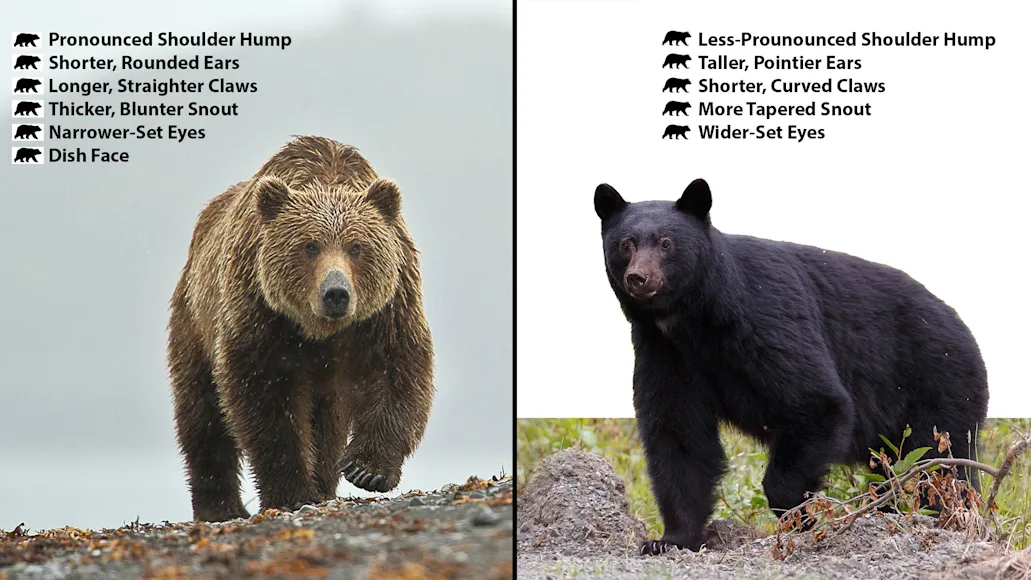 photo comparison of brown bear or left and black bear on right