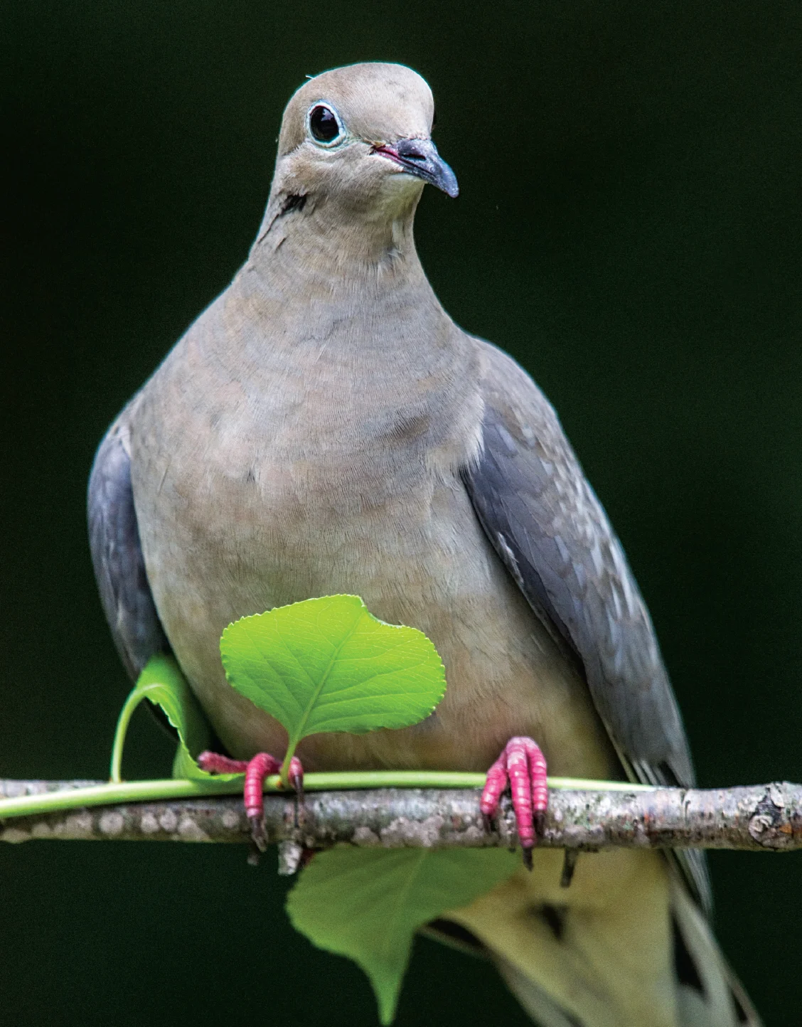 A lone dove sits on a branch in front of a green leaf