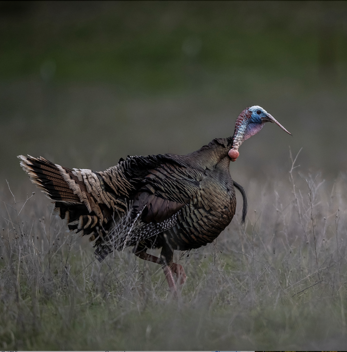 A lone gobbler looks for a hen in a field with woods in background. 