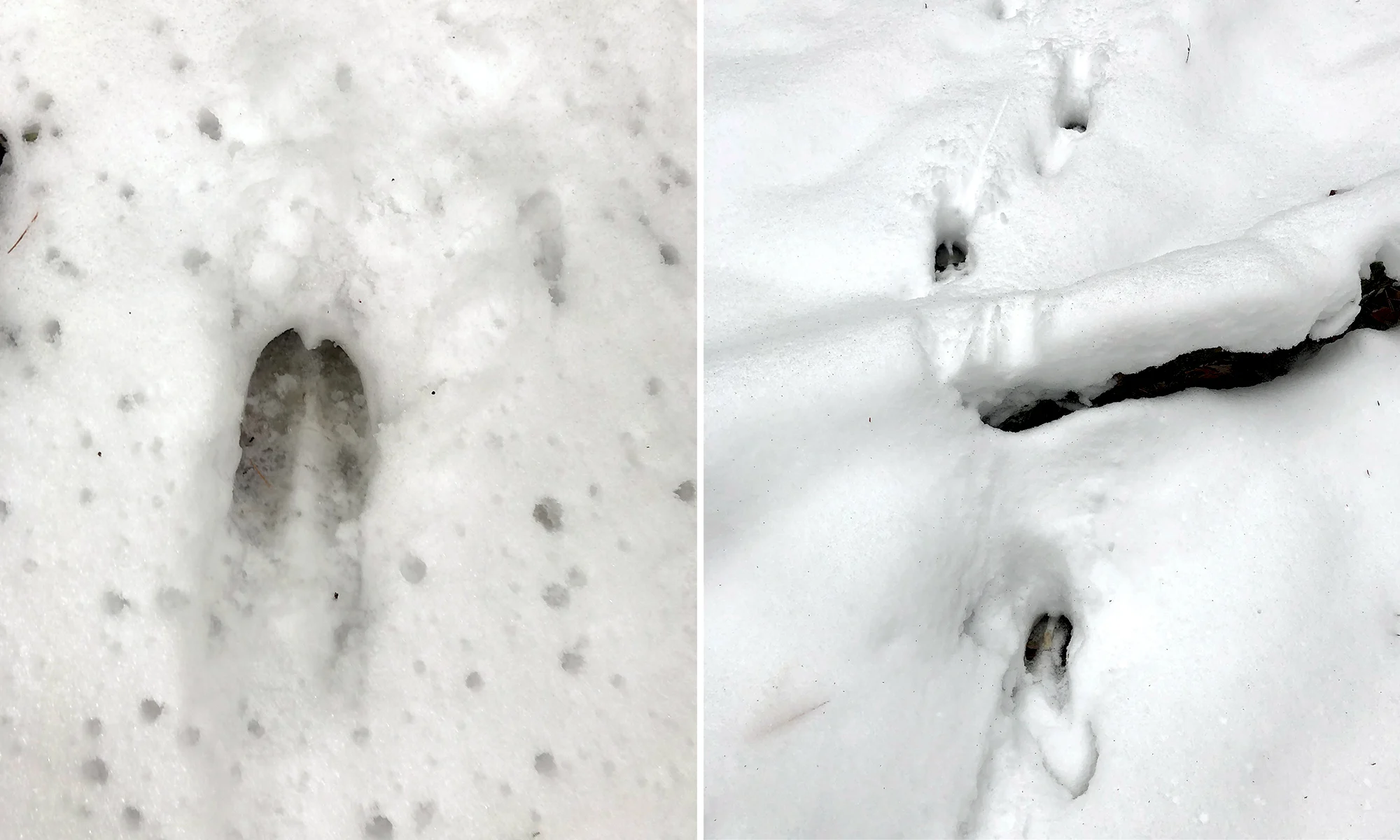 Buck tracks in the snonw