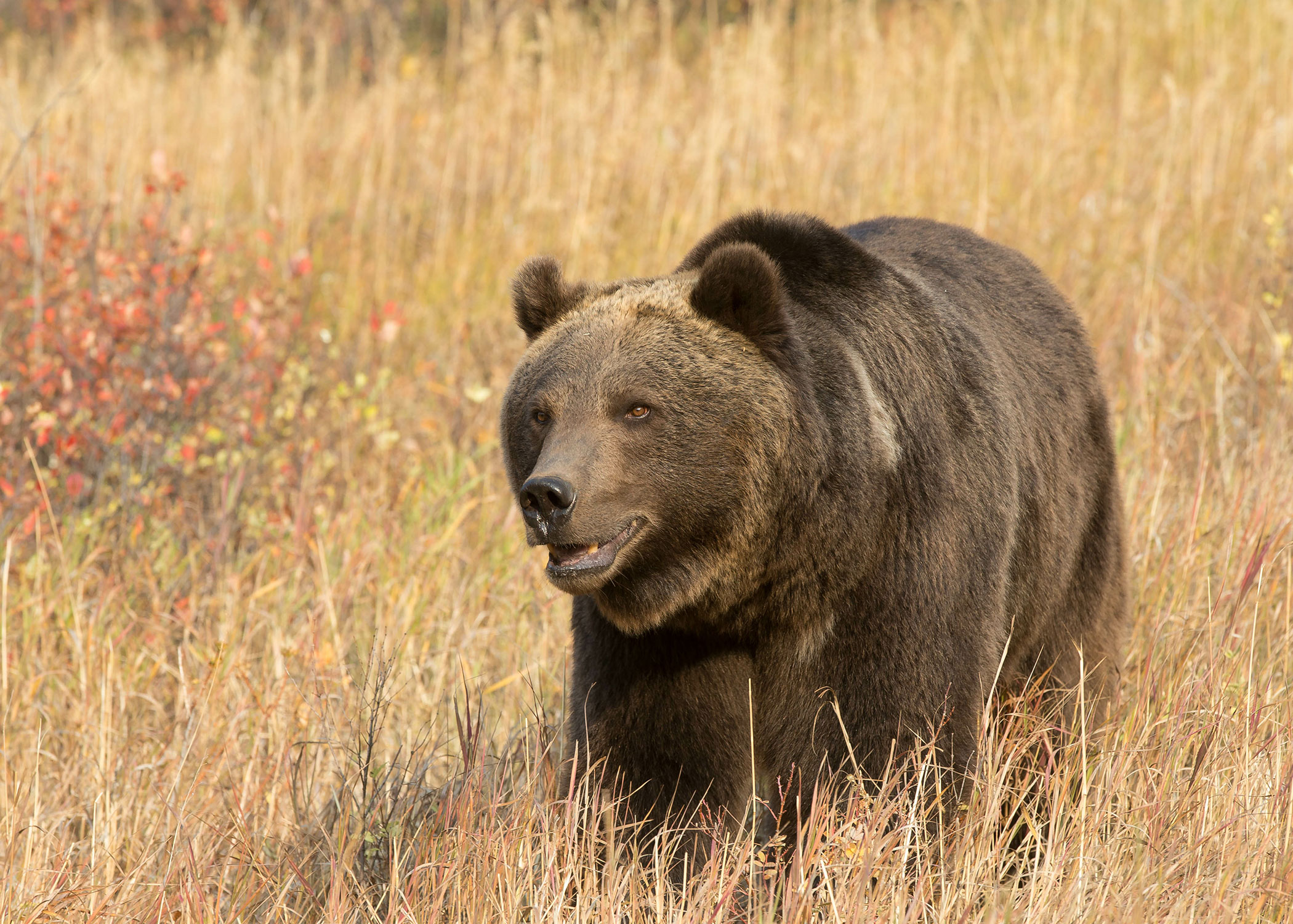 A large grizzly bear walks through an open field in Montana. 
