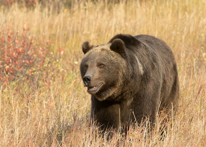 A large grizzly bear walks through an open field in Montana.