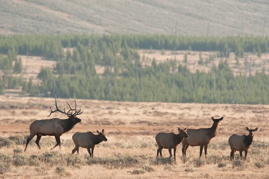elk-idaho
