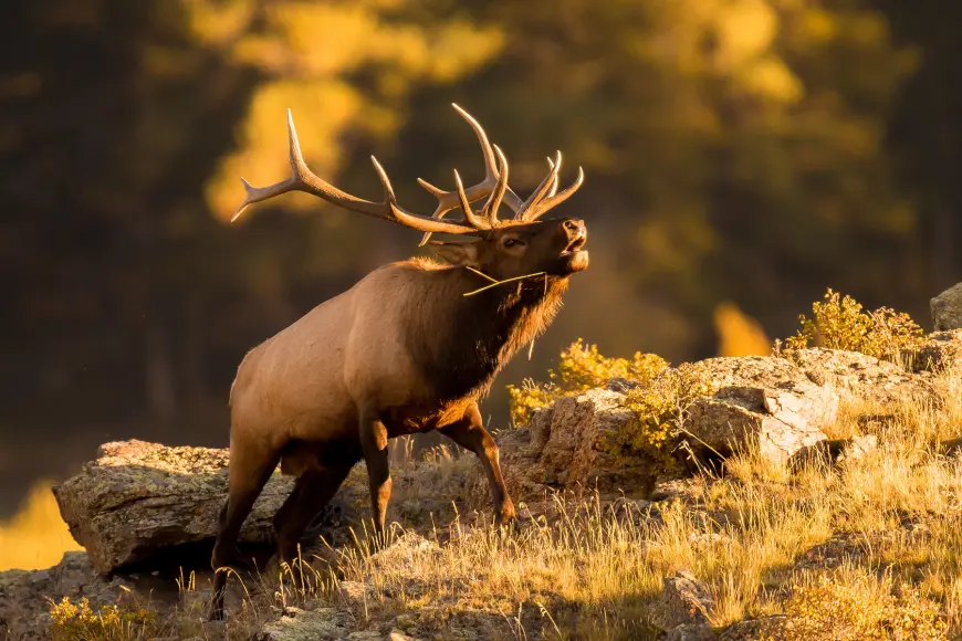 A Rocky Mountain bull elk bugling in the fall. 