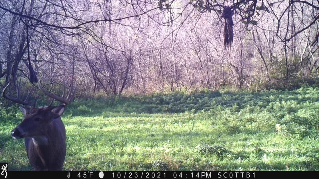 Whitetail buck making scrape