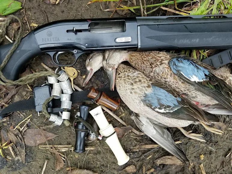 Dead bluewing teal next to a shotgun.