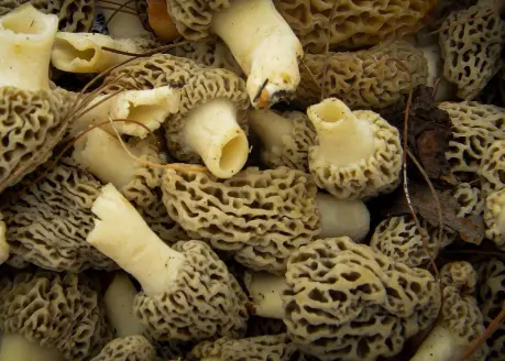 A bundle of morel mushrooms.