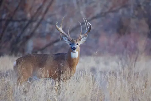 A trophy whitetail buck with one drop tine stands in a field.