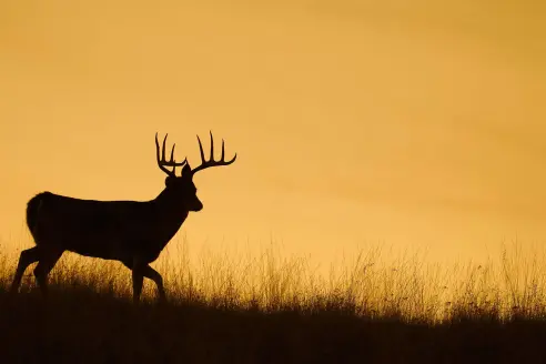 stock-whitetail-pic