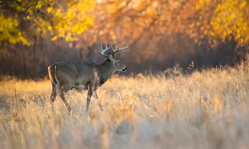 A whitetail buck walks through the woods with fall colors in the background.