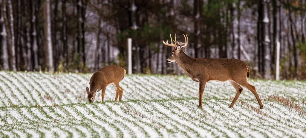 Estrous fawns draw bucks to food