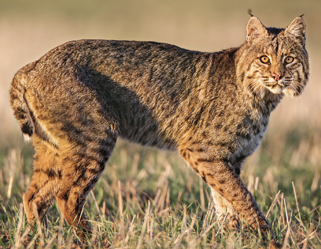 A bobcat pauses and checks for trouble as it crosses a field.