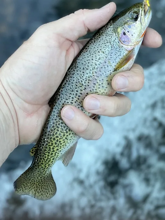 A trout caught in the Bitterroot River. 