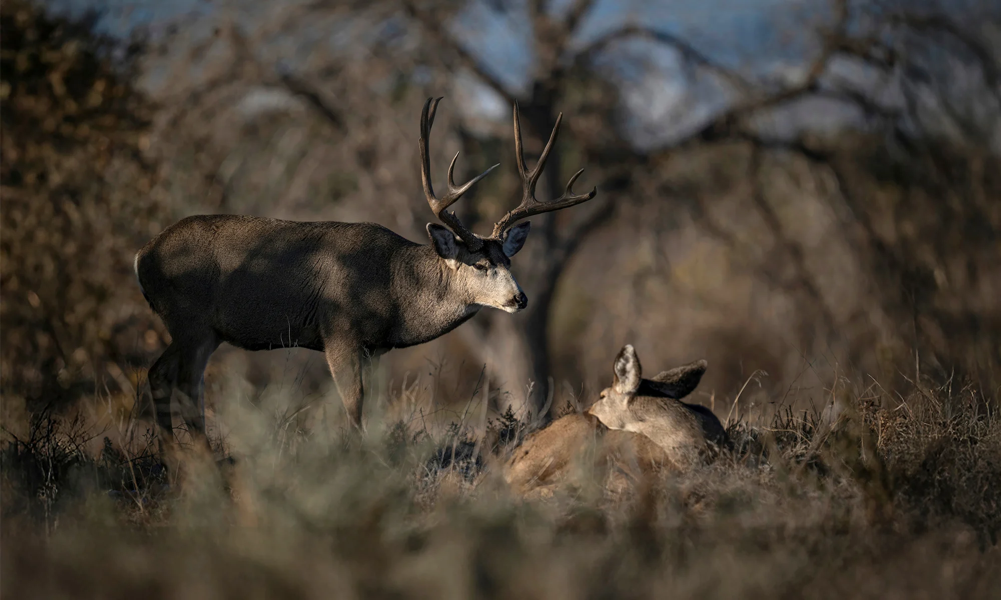 A mule deer buck stand over a doe.