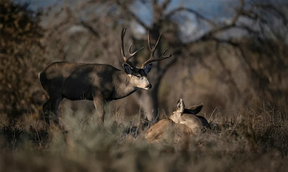 A mule deer buck stand over a doe.