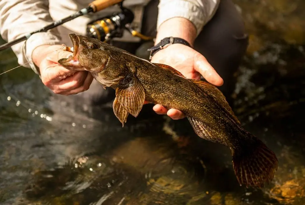 An angler holding up a large trophy bigmouth.