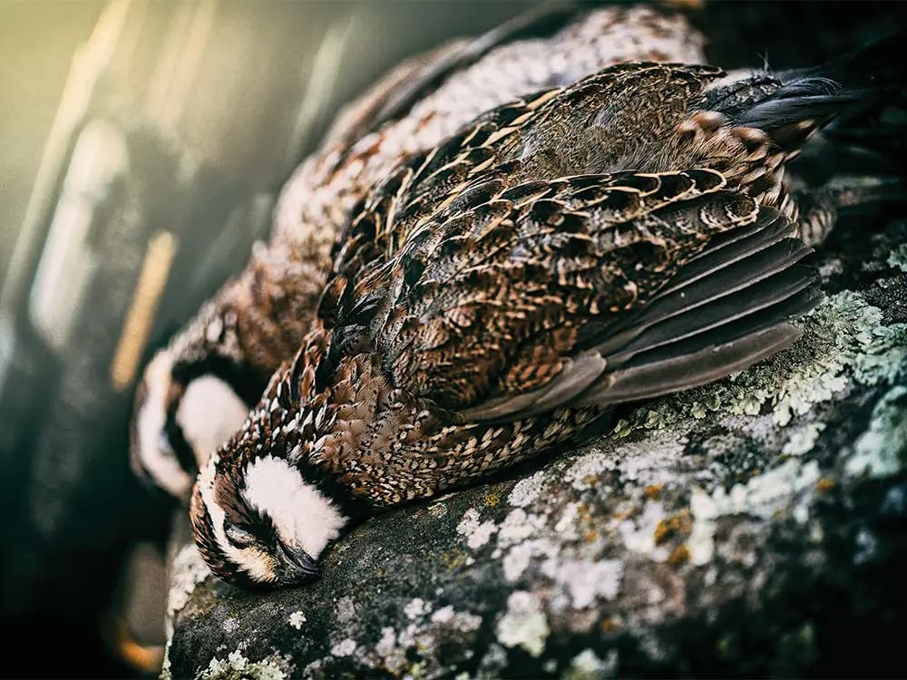 brace of wild bobwhites