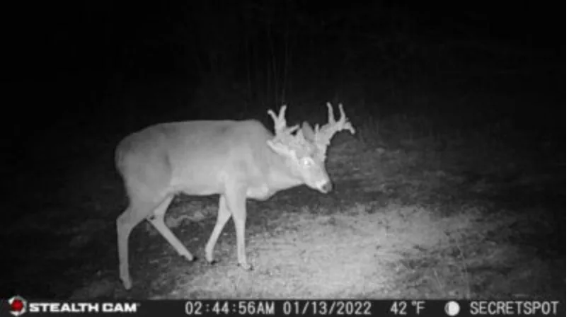 trail-camo photo of rare whitetail buck