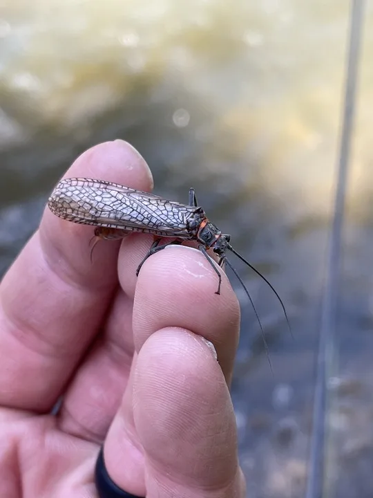 A salmon fly on the banks of Montana's Bitterroot River. 