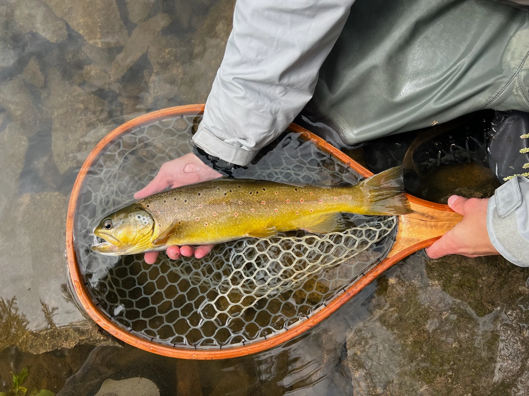 Fisherman holding trout over net in water.