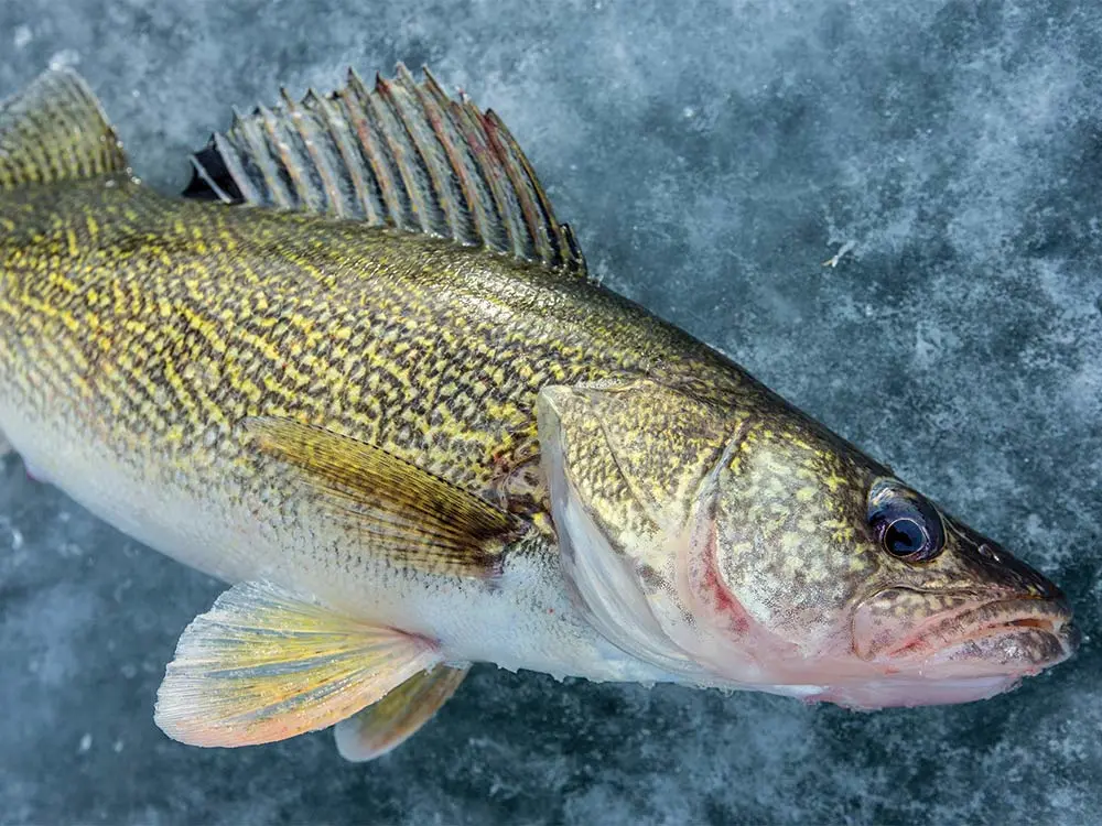 walleye on ice