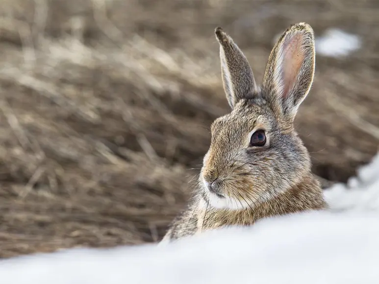 A small cottontail rabbit in the snow.