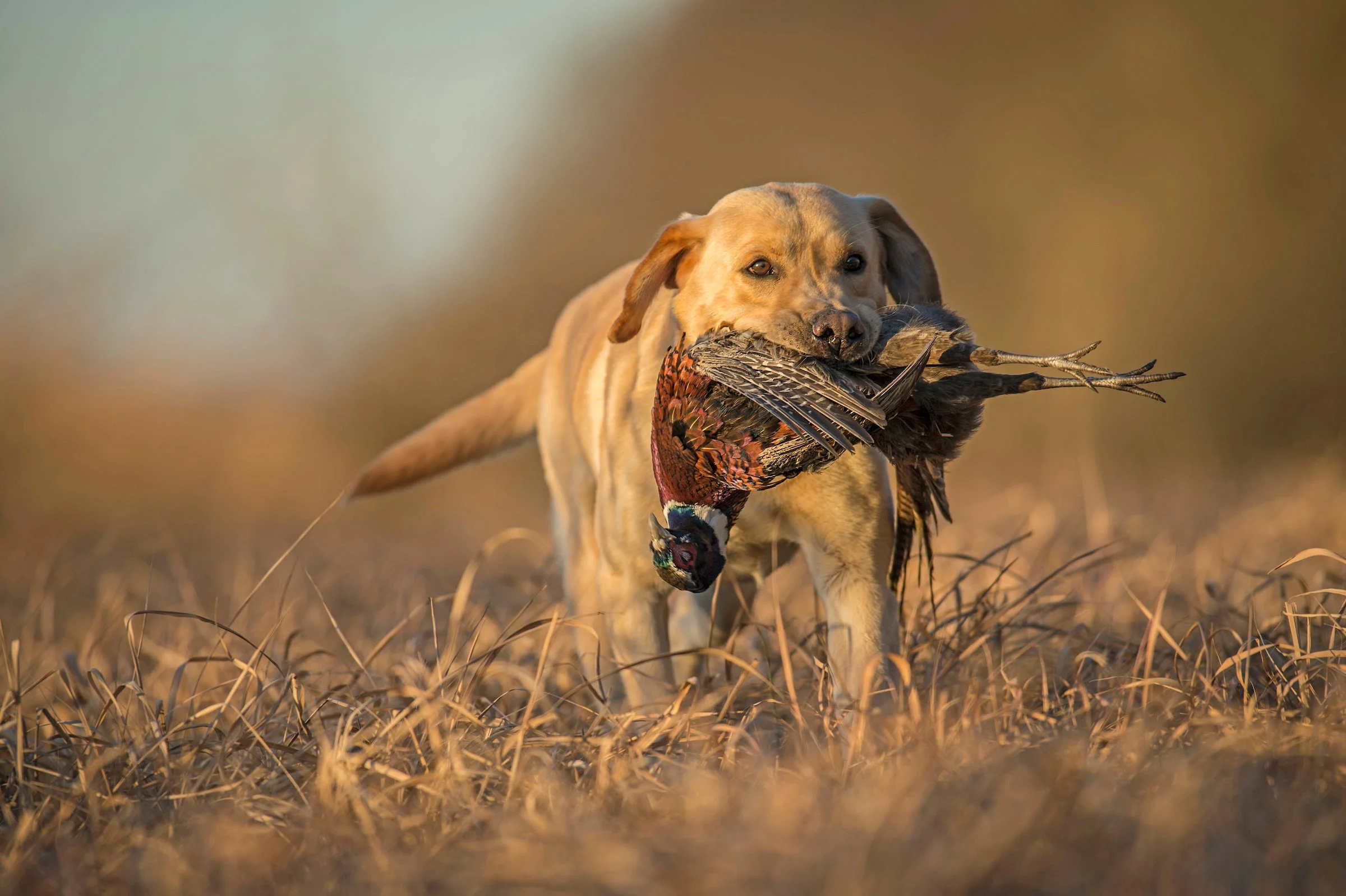 photo of a dog carrying a rooster pheasant