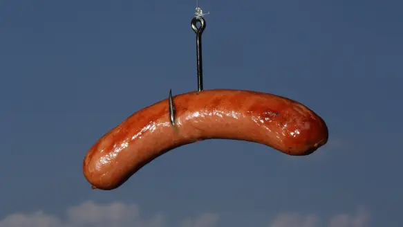 cooked hot dog suspended on large fishhook