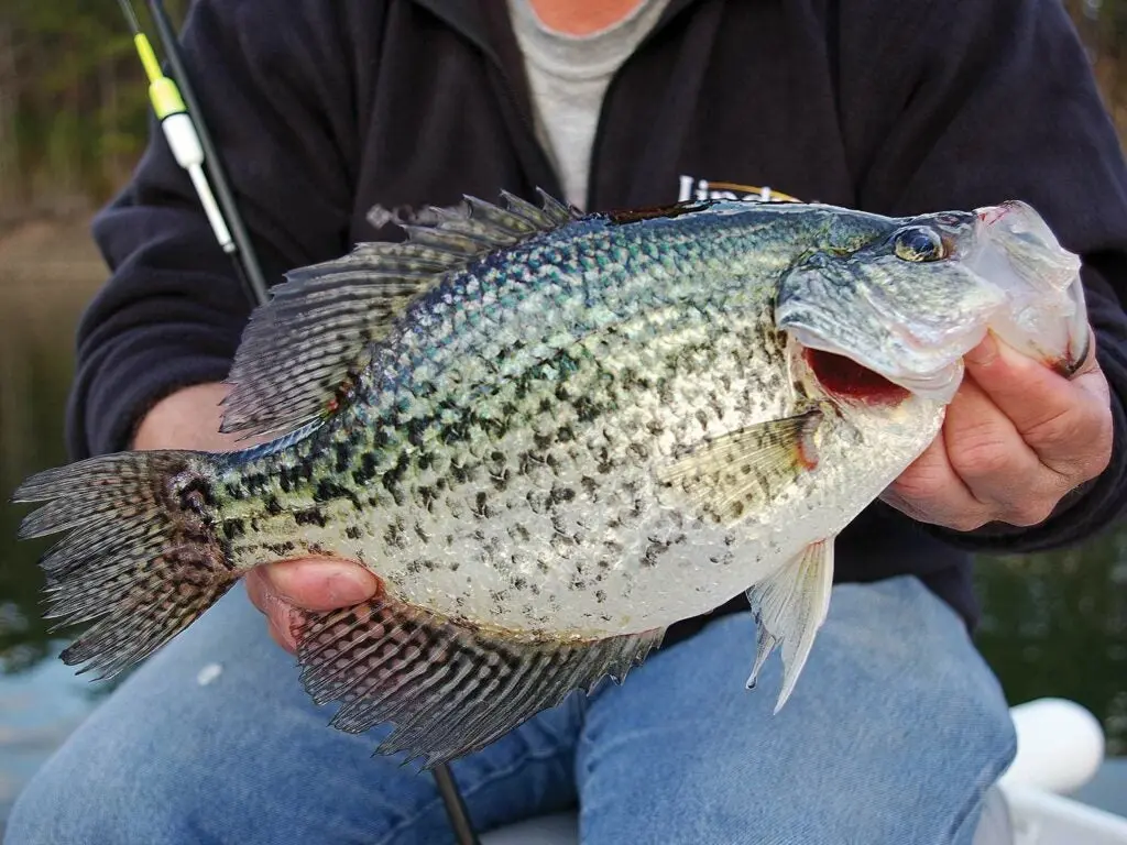 angler holding up a crappie