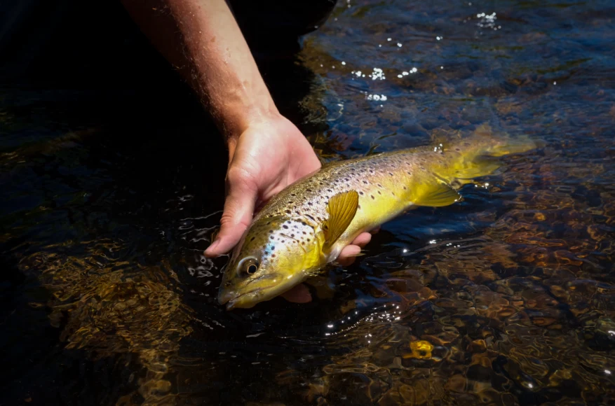 Angler holds brown trout in water