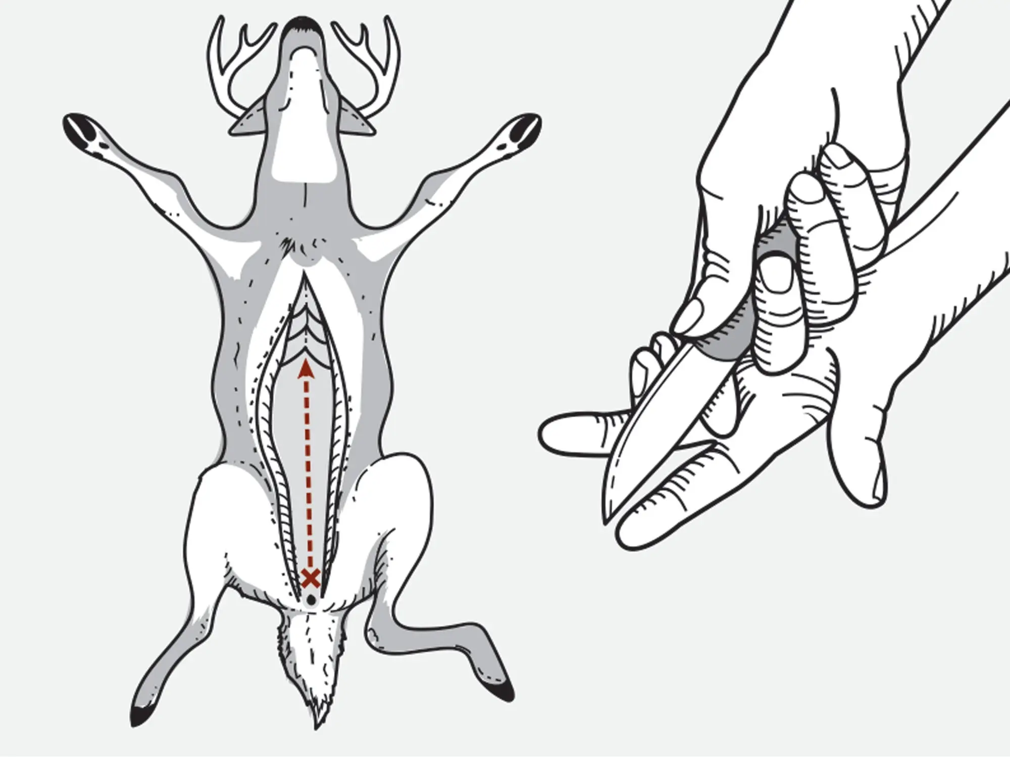 how to field dress a deer step two