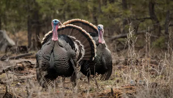 photo of wild turkeys