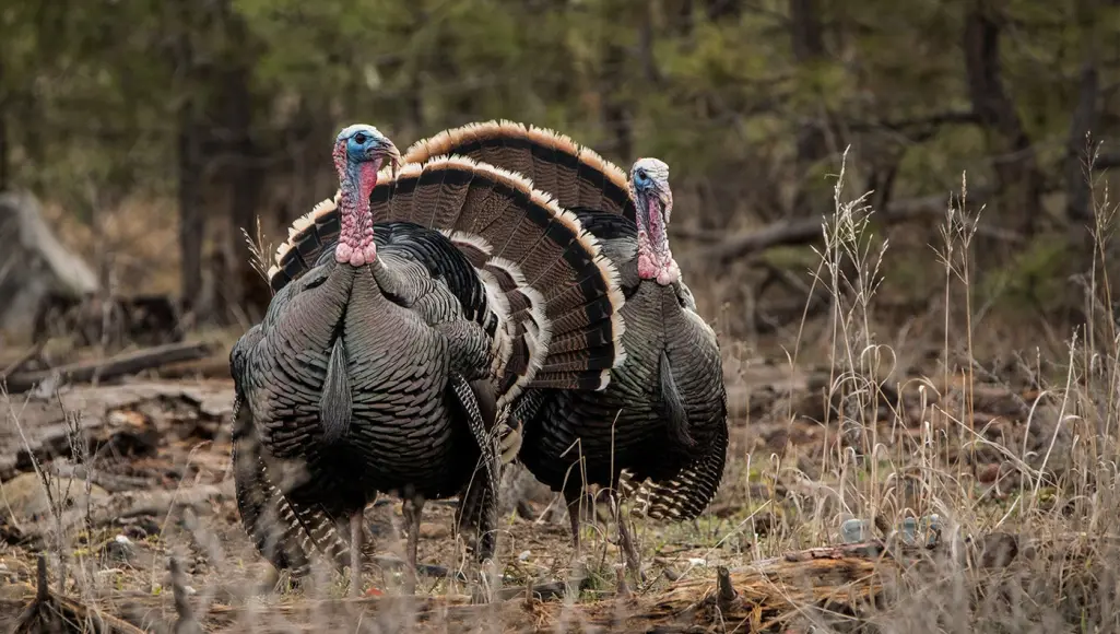 photo of wild turkeys