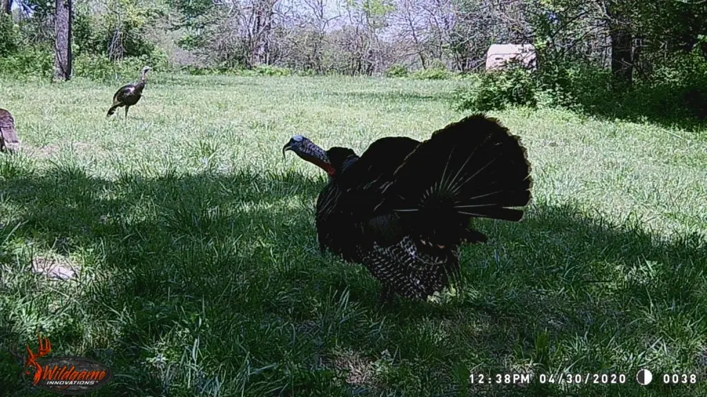 Wild turkeys in a field