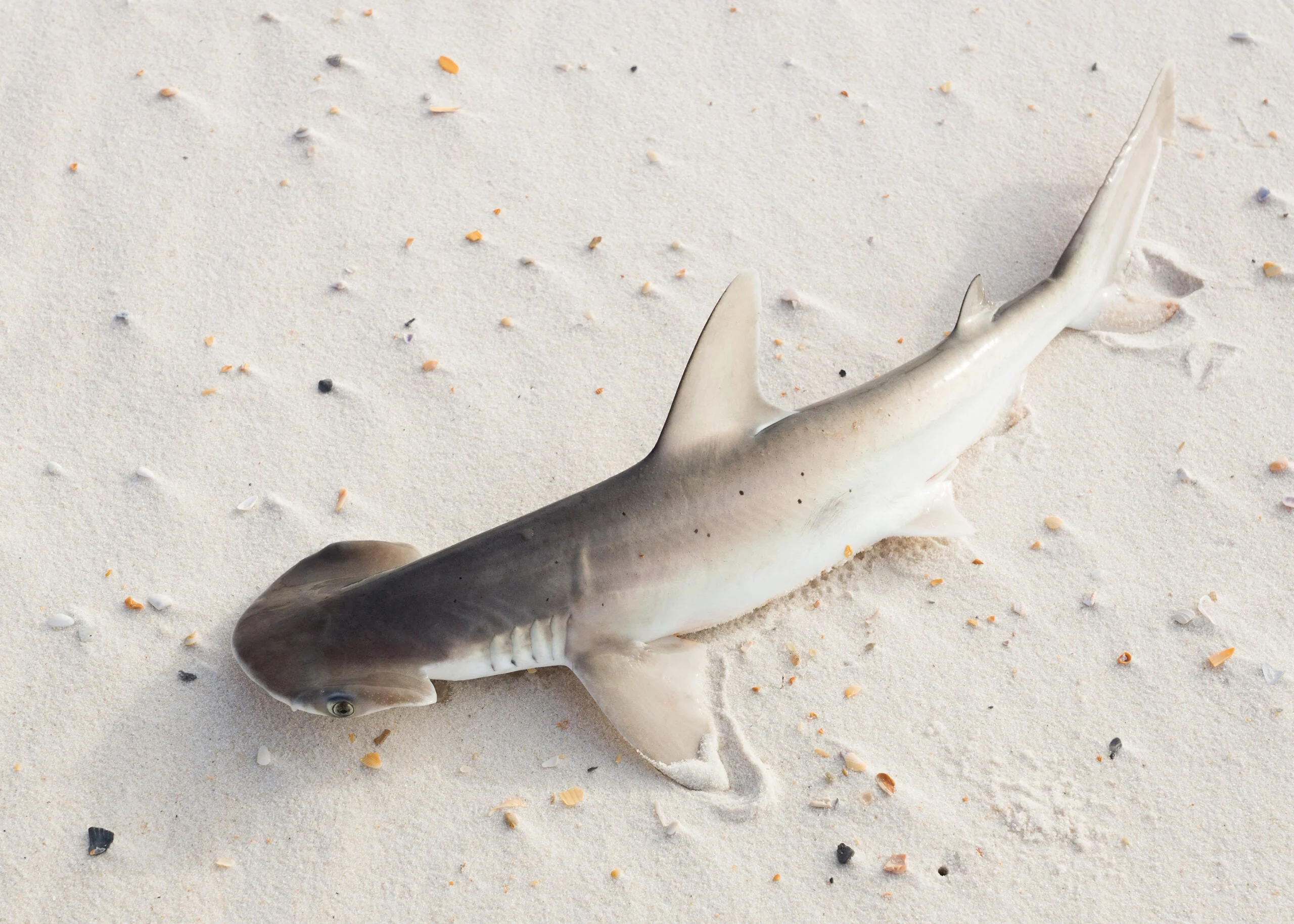 Bonnethead shark or shovelhead, Sphyrna tiburo, swims over sandy bottom