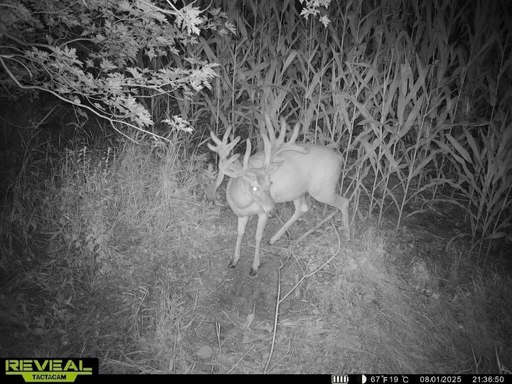 A 200-inch whitetail caught on trail camera in an Iowa corn field.