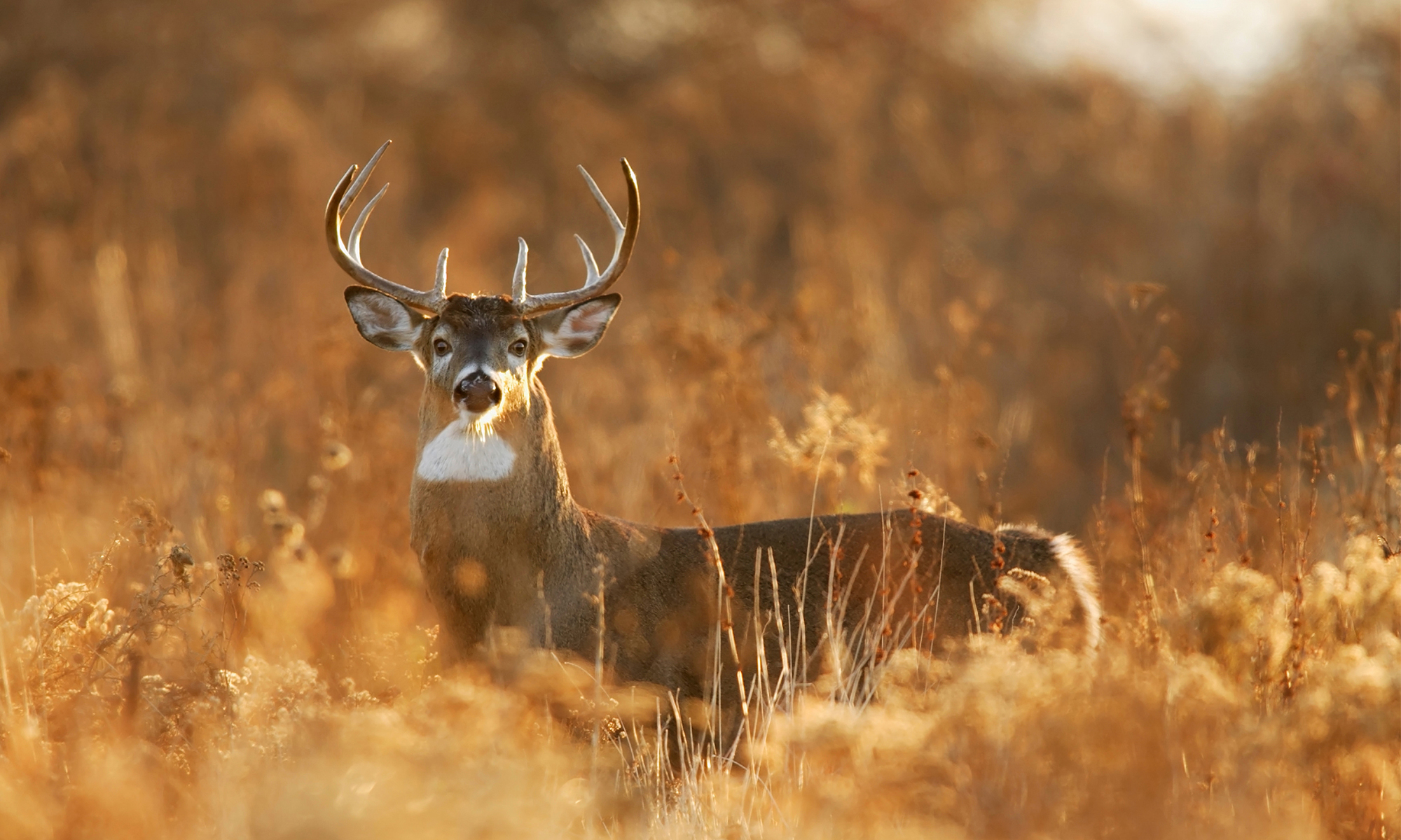 A whitetail buck stares at the camera in golden afernoon light. 