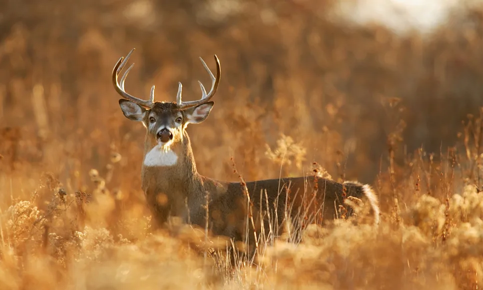 A whitetail buck stares at the camera in golden afernoon light.