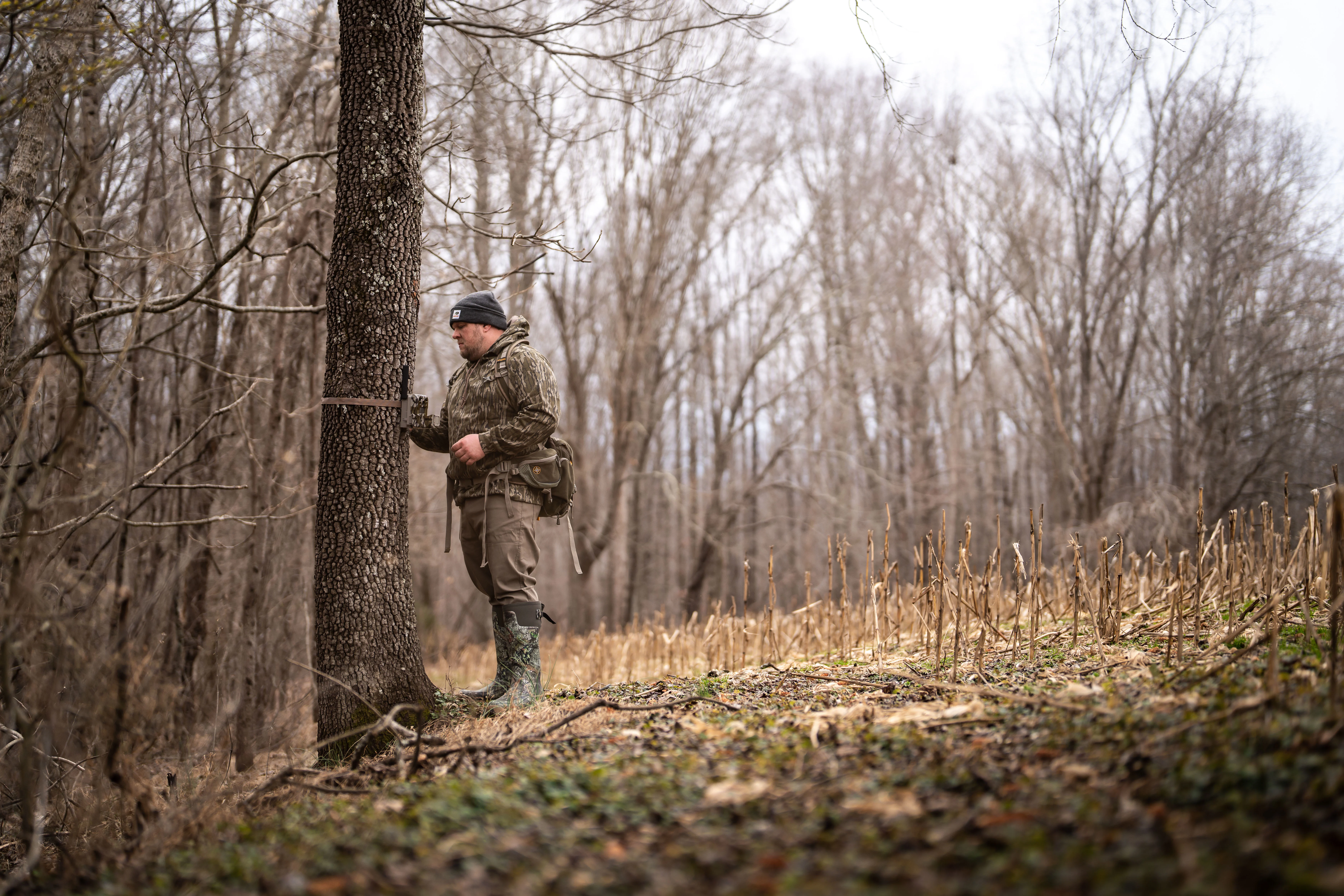 A hunter hangs a trail camera on a tree along the edge of a corn field.